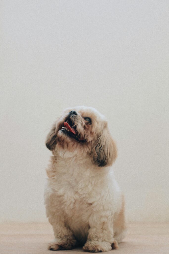 shih tzu - small dogs for apartments 