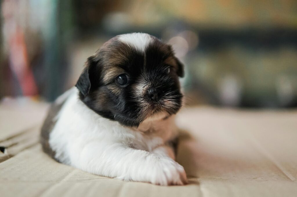 shih tzu - small dog for seniors