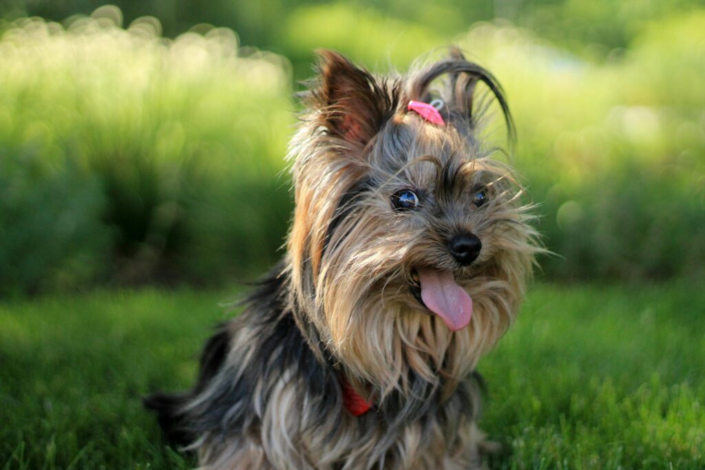 Yorkshire Terrier - Small dog for apartment living