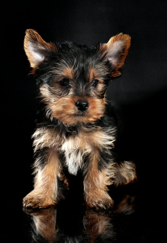 yorkshire terrier - small dogs for apartments