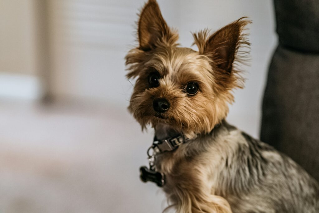 yorkshire terrier