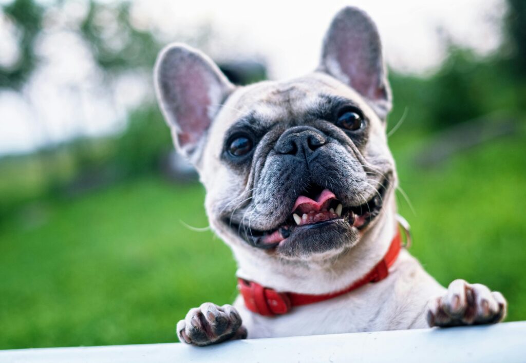 good small family dogs, Happy French Bulldog with red collar enjoying a sunny day outdoors.