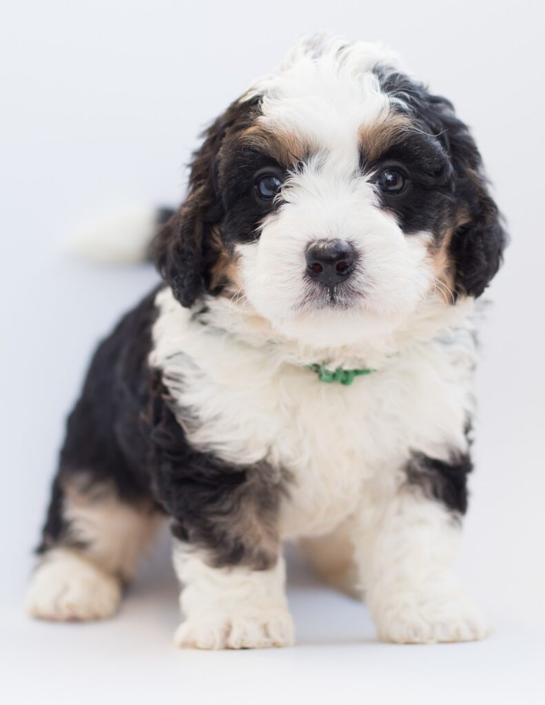 doodle dog breeds, bernedoodle, animal, dog, puppy, doodle, poodle, bernese mountain dog, bernedoodle, bernedoodle, bernedoodle, bernedoodle, pet, bernedoodle