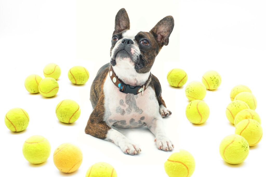 best small dogs for kids, dog, balls, absolutely cosmopolitan, white background, animal, tennis ball, striped dog, pet, tennis, ball, white, lying dog, boston terrier, boston terrier, boston terrier, boston terrier, boston terrier, tennis ball