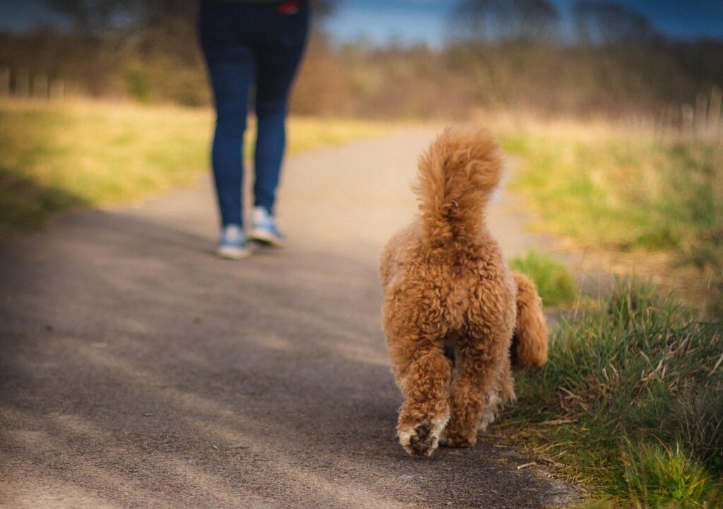 adult cavapoo, dog, cavapoo, walk, cavapoochon, dog walk, path, pet, nature, animal, tail, outdoors, surrey, england, grass, cavapoo, cavapoo, cavapoo, cavapoo, cavapoo