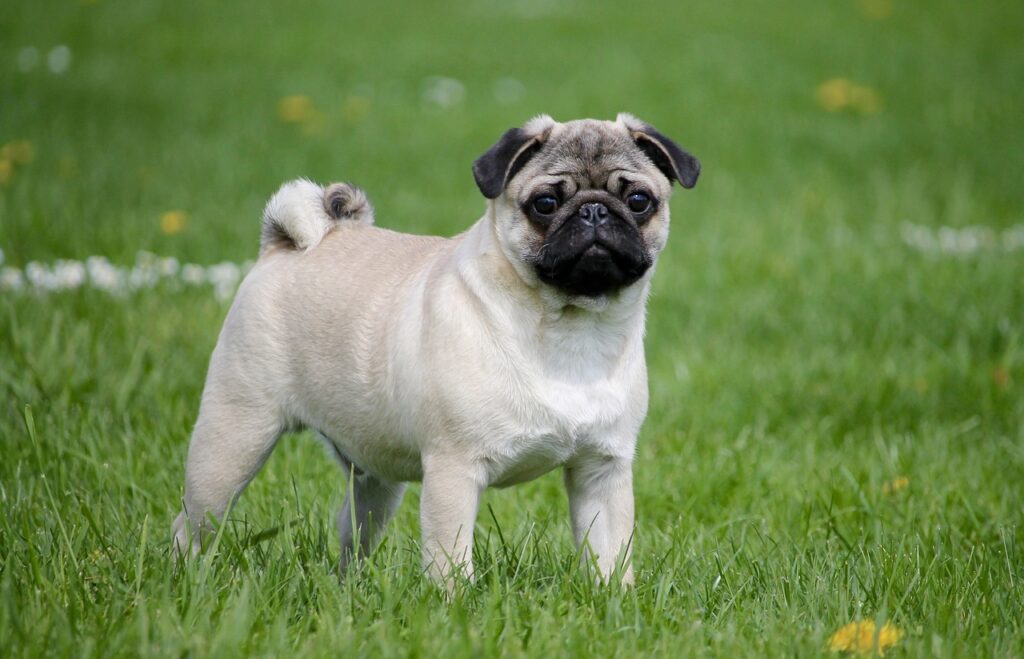 best small dogs for kids, pug, meadow, dog, pet, pug, pug, animal, pug, pug, pug