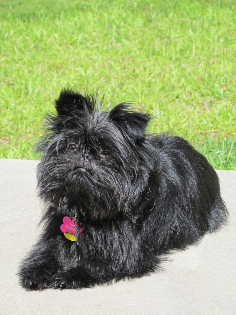 best small dogs for seniors, dog, affenpinscher, pet, breed, monkey terrier, affenpinscher, affenpinscher, affenpinscher, affenpinscher, affenpinscher