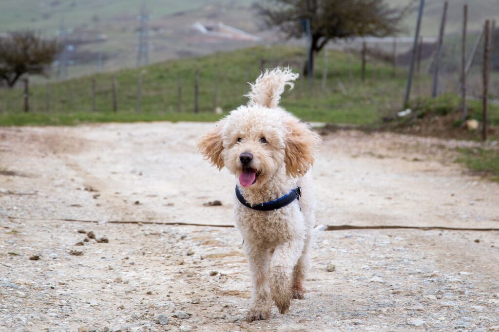 mini goldendoodle, nature, dog, running, puppy, pet, young, animal, young dog, breed, domestic dog, canine, mammal, cute, happy, playful, outdoors, outside, best friend, portrait, goldendoodle, goldendoodle, goldendoodle, goldendoodle, goldendoodle