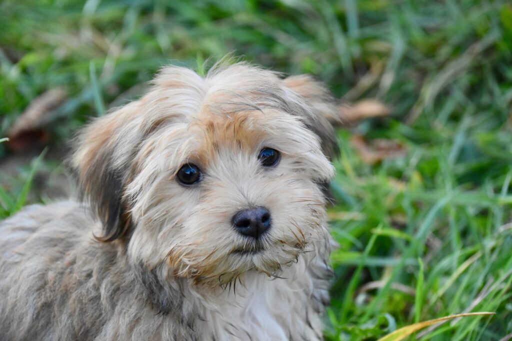 havapoo puppy, havanese, dog, furry, pet, cute, hairy, animal, small dog, dog breed, canine, dog portrait, animal world, mammal, havanese, nature, havanese, havanese, havanese, havanese