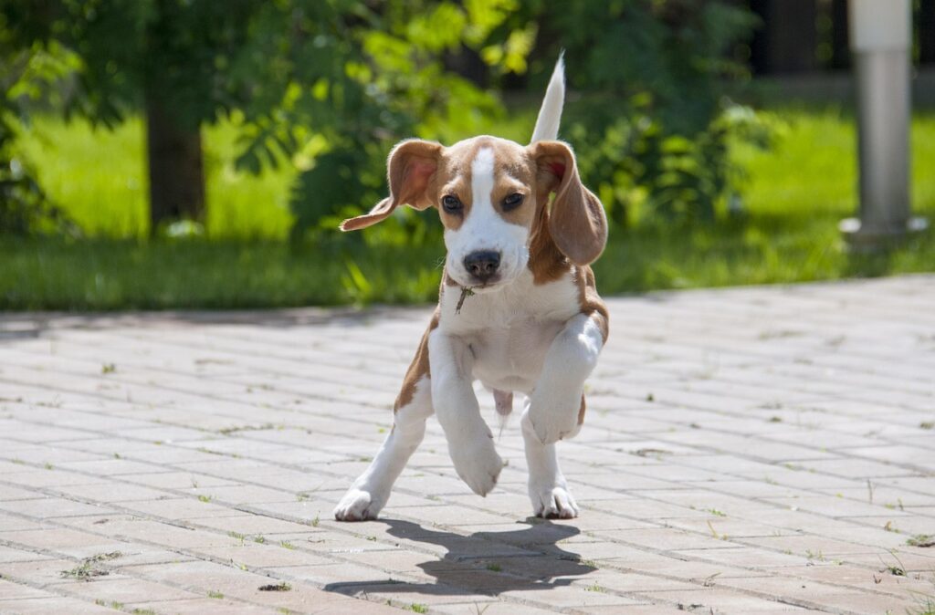 good small family dogs, beagle, dog, puppy, pet, animal, nature, young, doggy, beagle, beagle, beagle, beagle, beagle