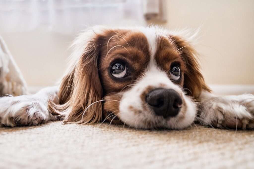 good small family dogs, puppy, pet, canine, dog, animal, lying, eyes, nature, fur, snout, doggy, mammal, dog portrait, animal world, cavalier king charles spaniel, spaniel, cute, funny, cutie, dog, dog, dog, dog, dog