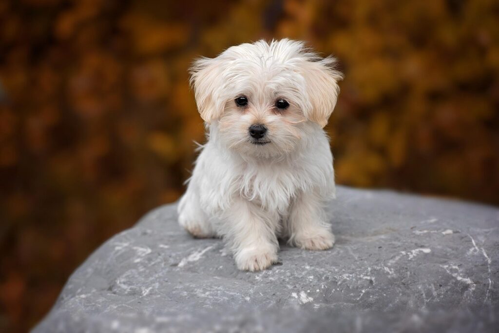  dog, white, maltese, puppy, cub, domestic animal, animal, cute, nature, pet, dog, maltese, maltese, maltese, maltese, maltese, puppy