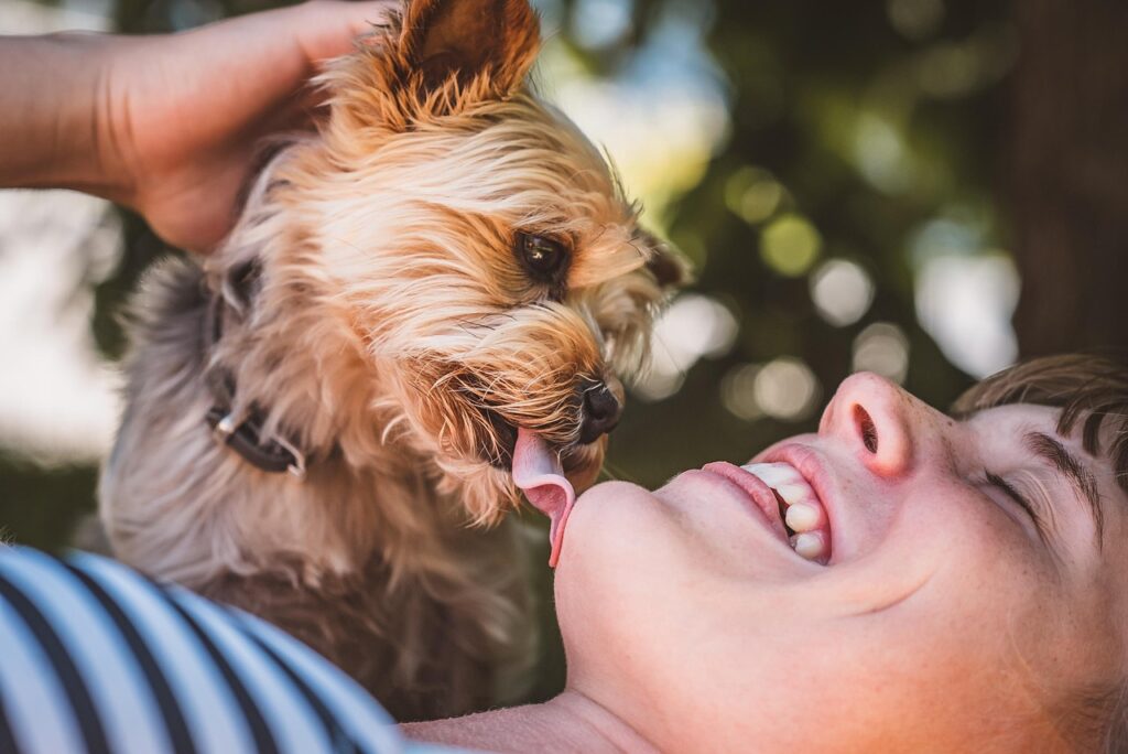 woman, yorkie, friends, dog, domestic animal, purebred dog, yorkshire terrier, canine, pet, outdoors, yorkie, yorkie, yorkie, yorkie, animal, yorkie, yorkshire terrier, pet