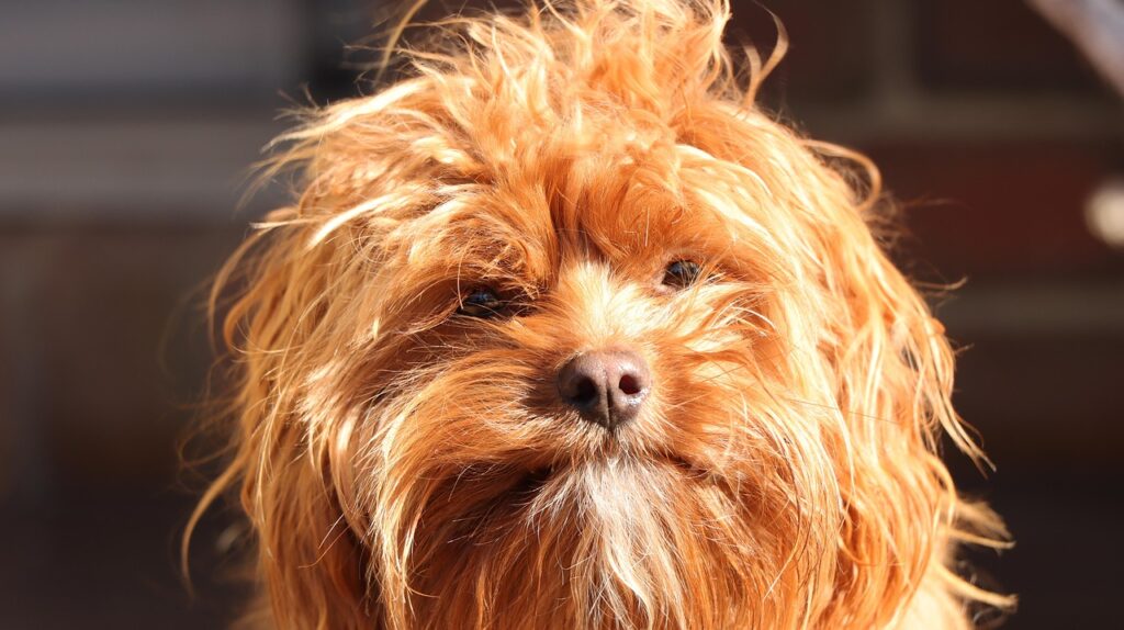 adult cavapoo, dog, pet, cavapoo, cavoodle, animal, domestic dog, nature, canine, cute, furry, face, closeup, cavapoo, cavapoo, cavapoo, cavapoo, cavapoo, cavoodle