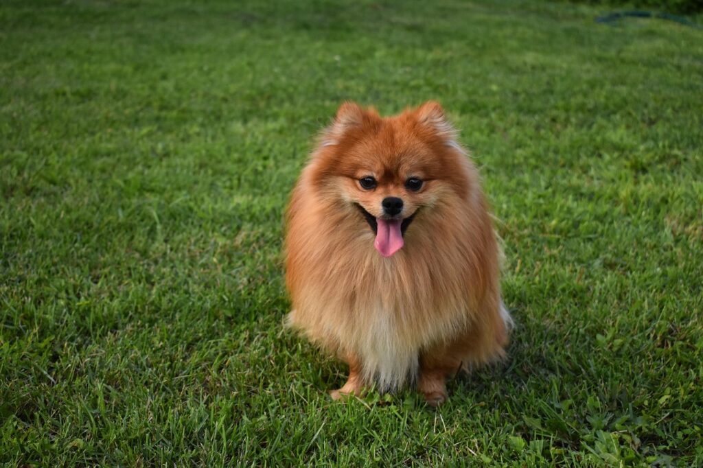  dog, spitz, smile, ginger, home, pet, darling, pomeranian, dwarf spitz, pomeranian, pomeranian, pomeranian, pomeranian, animal, pomeranian