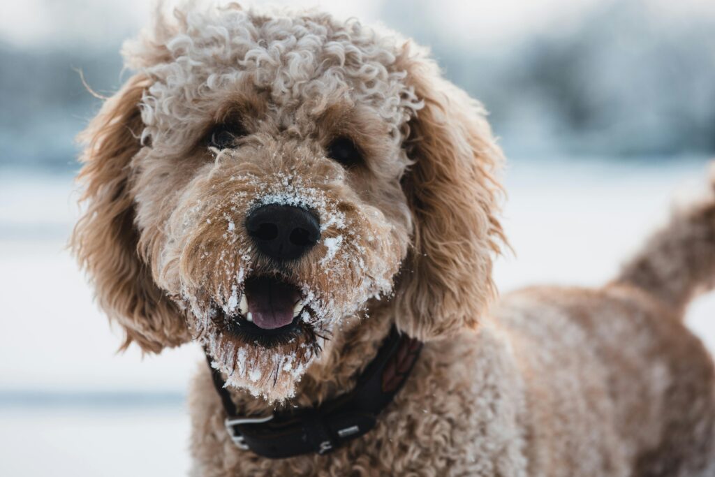 Golden doodle, A close-up portrait of a Golden Doodle with snow on fur, enjoying a winter day outdoors.