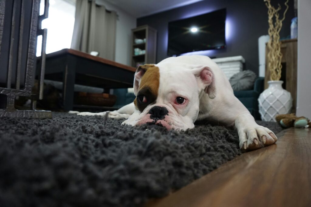 separation anxiety in dogs, Charming bulldog resting on a cozy rug in a stylish living room setting.