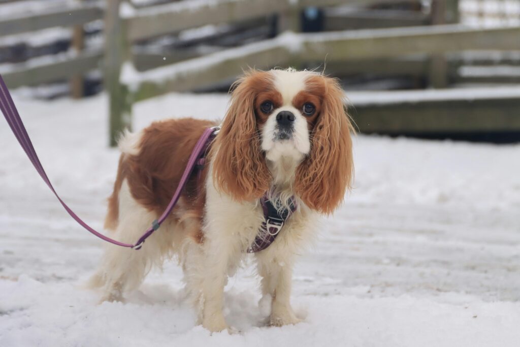 best small dogs for seniors, Adorable Cavalier King Charles Spaniel on a snowy walk in Jönköping, Sweden.