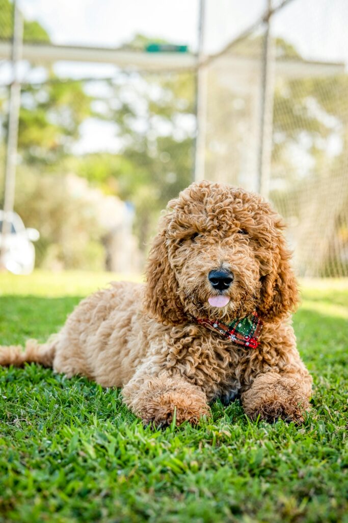 Mini Goldendoodle dog lying in a sunny field with a playful expression.