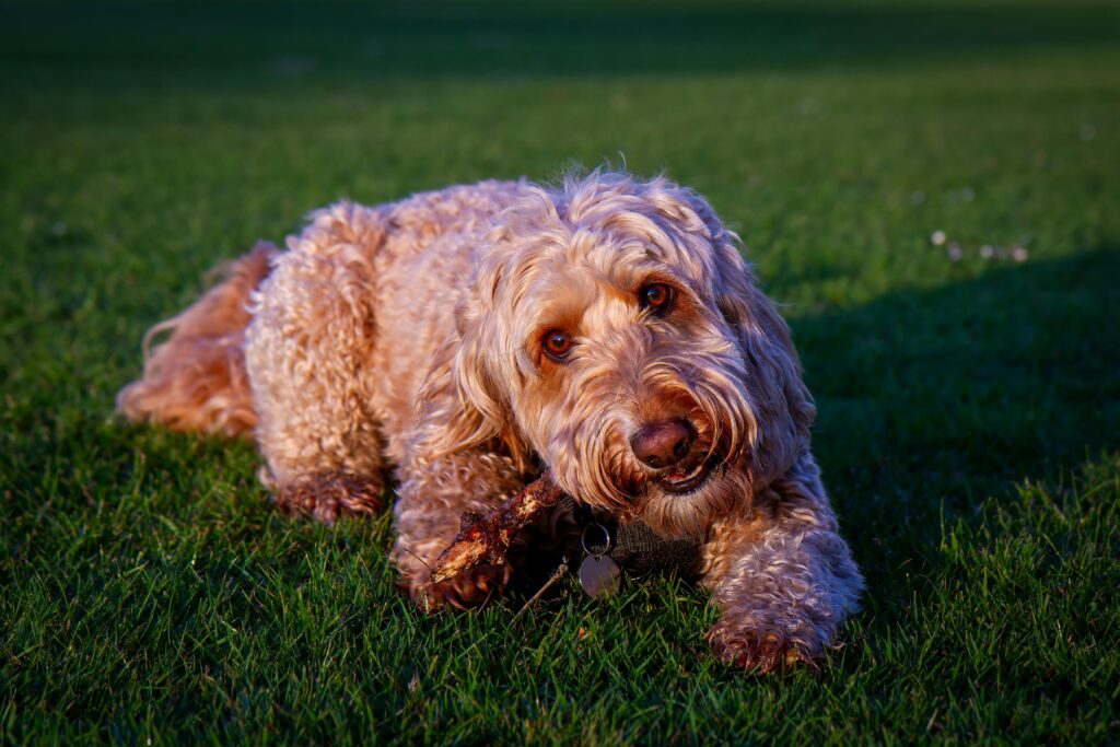 Mini golden doodle dog enjoying a chew toy while lying on a grassy field in London, UK.