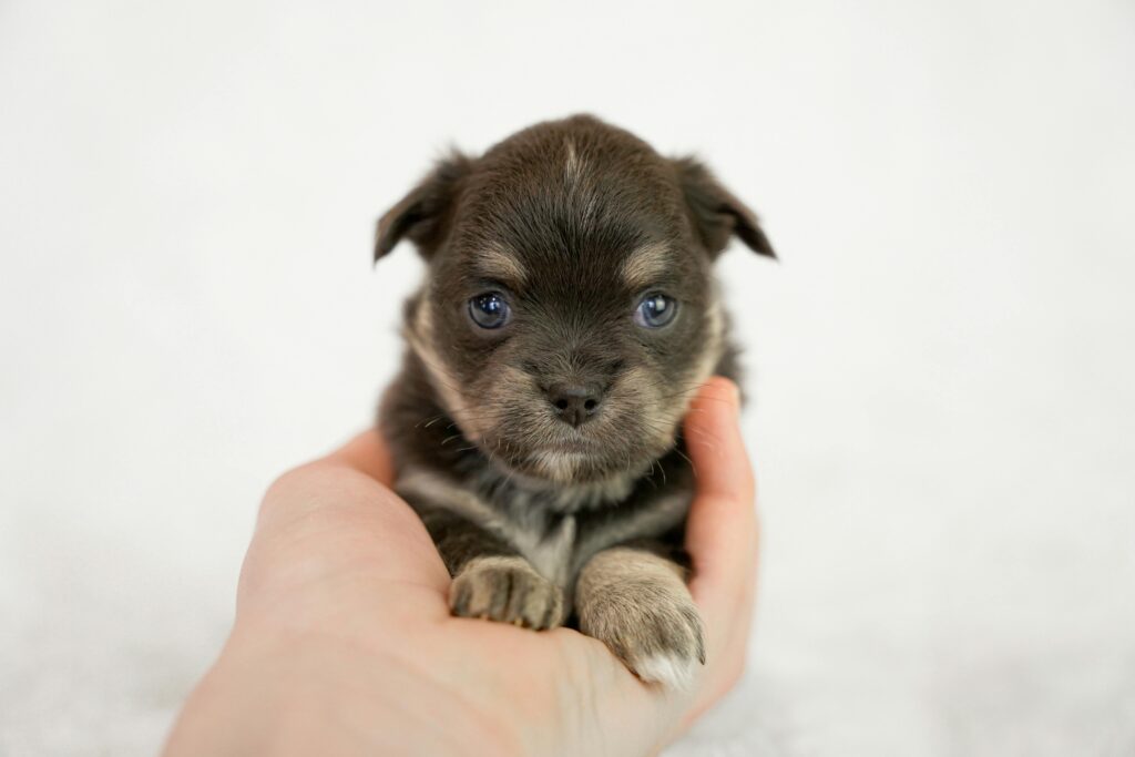 teacup dogs, Cute puppy held gently in a hand against a white background, symbolizing care and warmth.