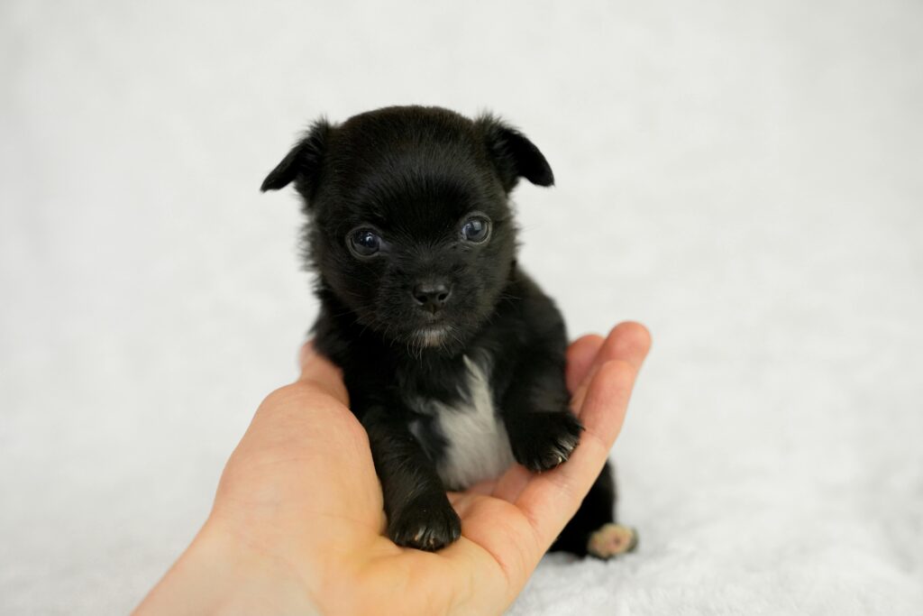 teacup dogs, Cute black chihuahua puppy perched adorably on a palm against a white background.