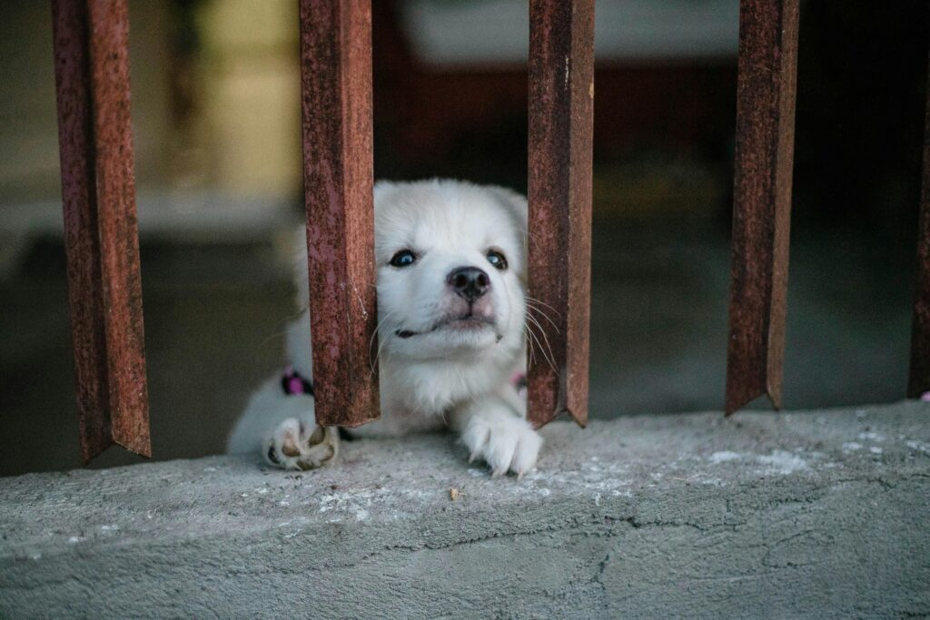 separation anxiety in dogs, A cute white puppy looks through iron bars, expressing curiosity and innocence.