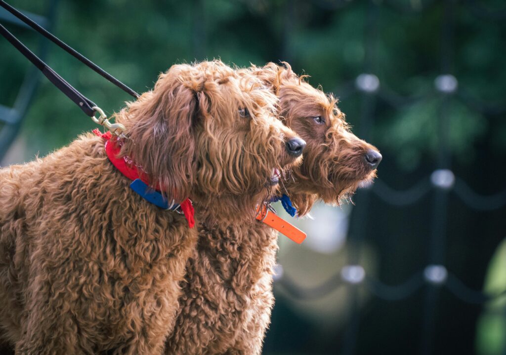 Doodle Dog breeds, labradoodle dogs wearing collars and leashes outdoors, side by side.