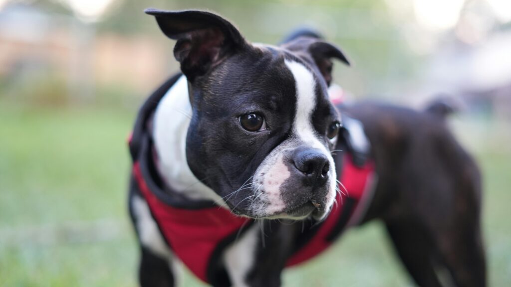 best small dogs for kids, Cute Boston Terrier puppy in a red vest standing outdoors, looking curious and playful.