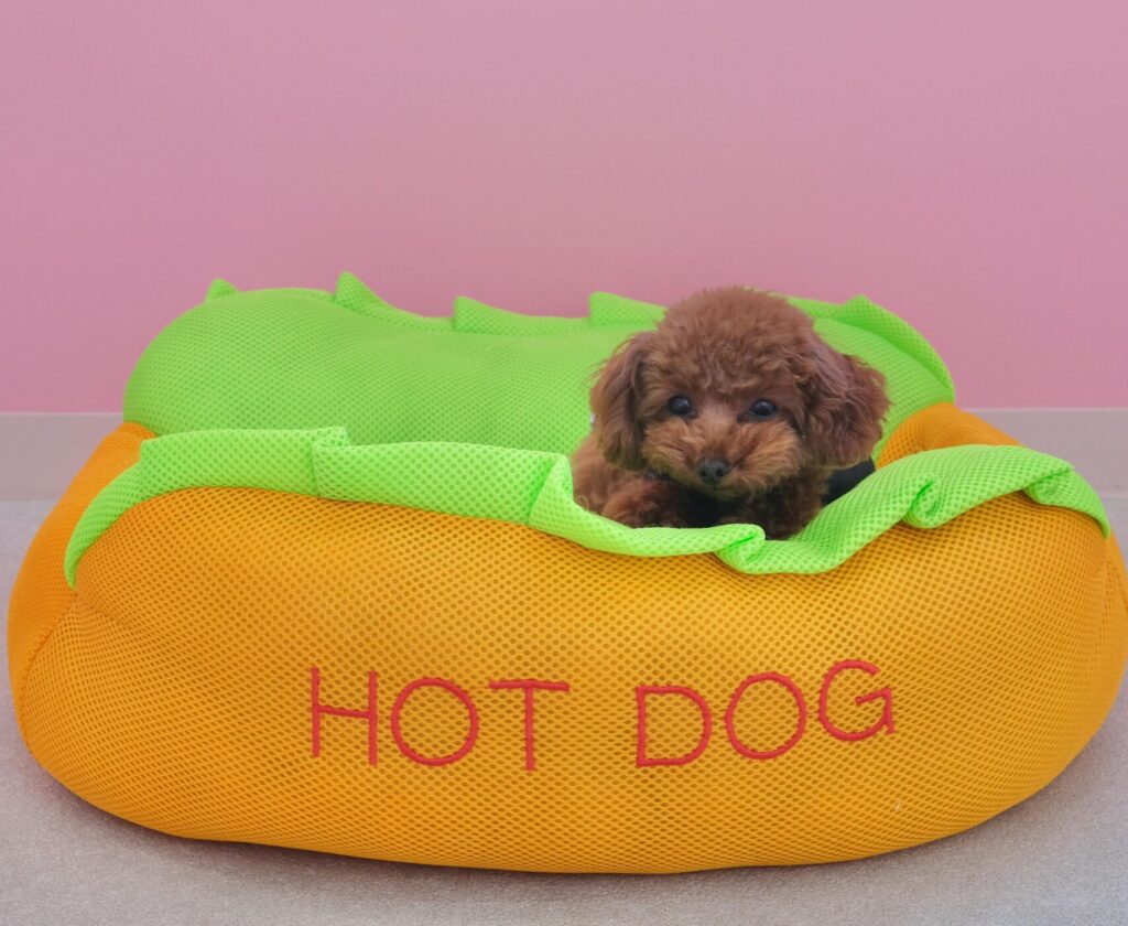 teacup dogs, Cute brown puppy in a hot dog-shaped bed with pink wall backdrop, Japan