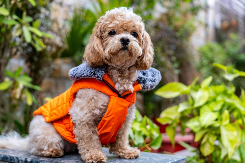 adult cavapoo, Adorable small dog in an orange jacket surrounded by greenery, perfect for nature scenes.