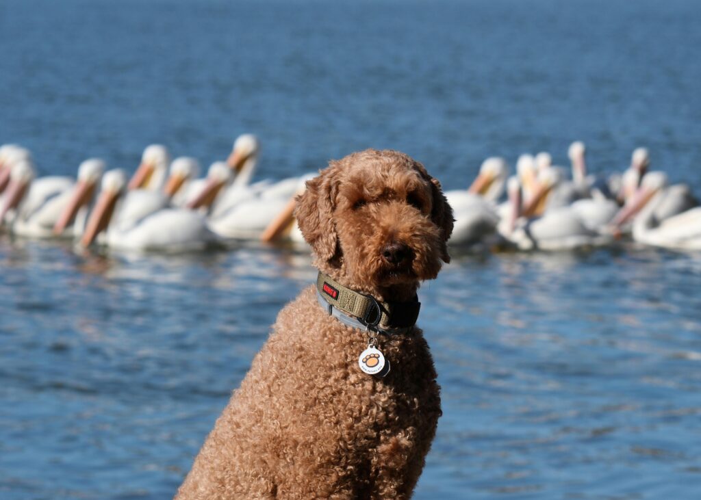 golden doodle sits in front of a flock of pelicans by a lake in Decatur, Alabama.