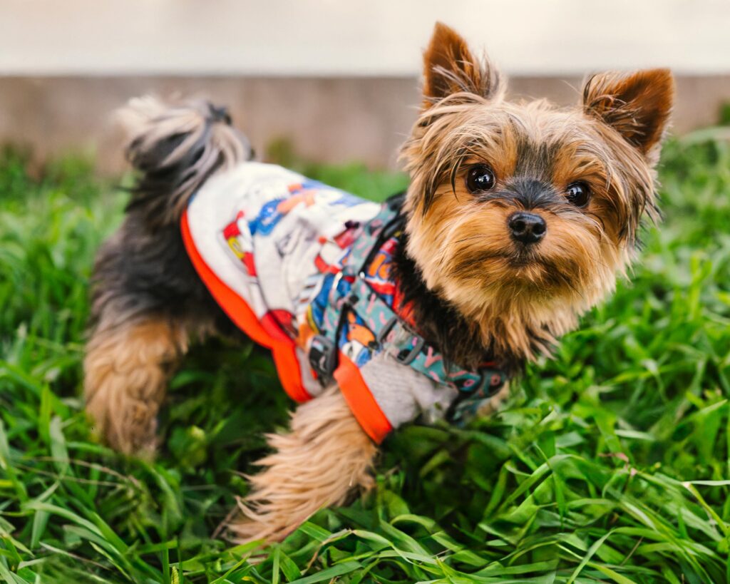 Yorkshire Terrier wearing a sweater playing on green grass outdoors.