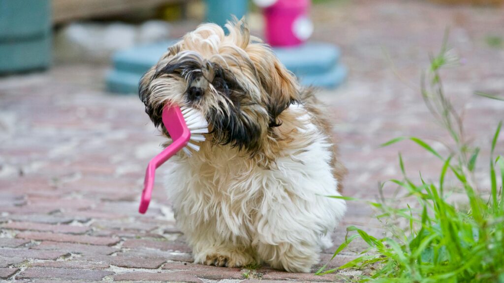 An adorable Shih Tzu puppy playing with a brush on a sunny day, showing its playful nature.