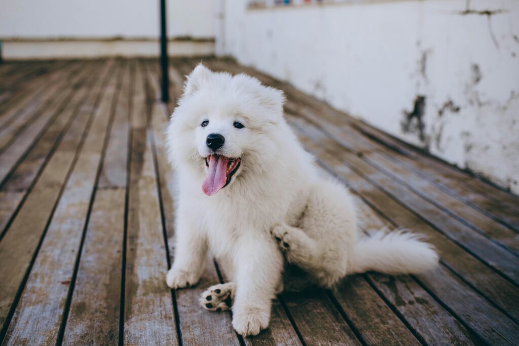 separation anxiety in dogs, Charming Samoyed puppy with fluffy fur relaxing on a wooden deck, showcasing cuteness and playfulness.