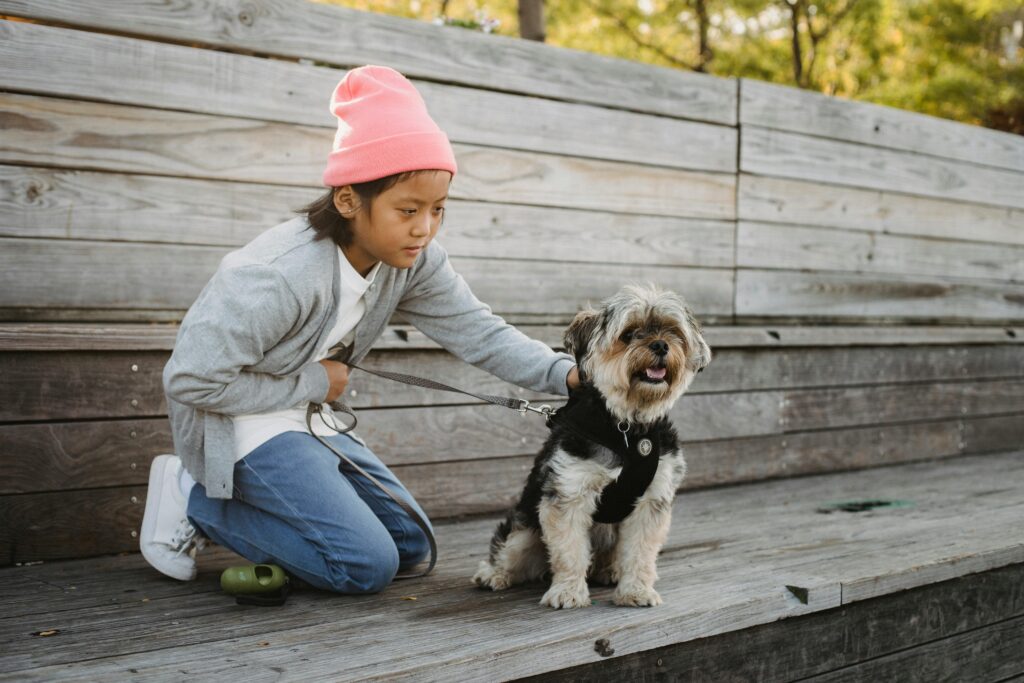 body leash for small dogs, Asian boy and Yorkshire Terrier enjoying a sunny day on a wooden bench outdoors.