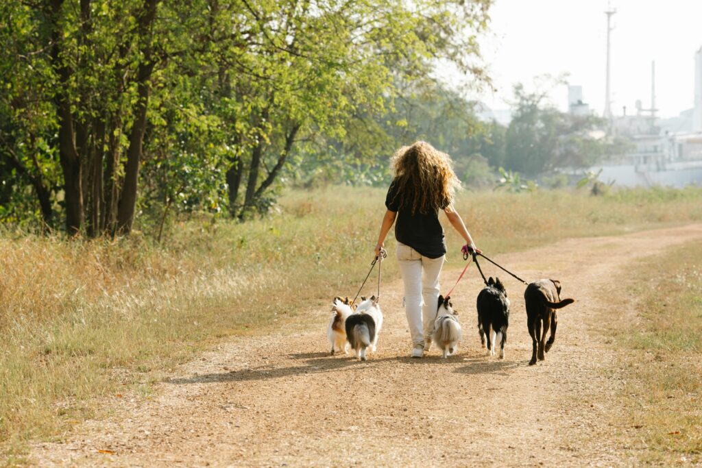 body leash for small dogs, Full body back view of anonymous female owner strolling with pack of obedient dogs on rural road in countryside with trees