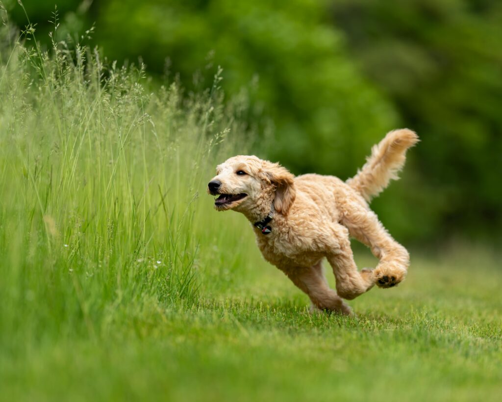 Golden Doodle dog running energetically through green field with blurred background.