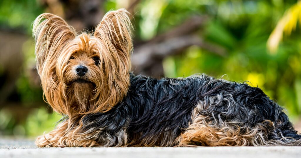 Adorable Yorkshire Terrier posing outdoors with lush green background.